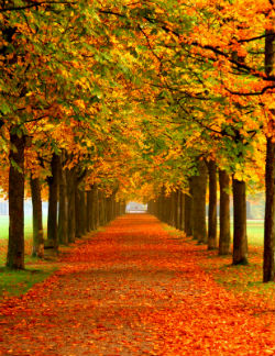autumn_leaves_w250.jpg